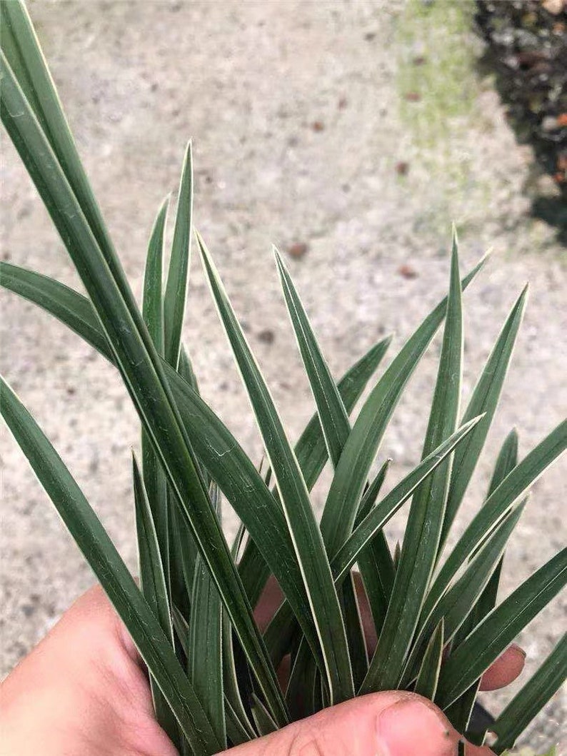 Cymbidium goeringii Xue Shan Tian Cao Snow Mountain春兰 雪山天草fragrant, golden margins on leaves image 4