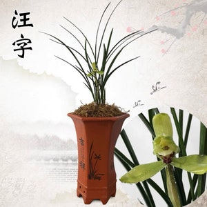 Sale! Cymbidium goeringii ‘Wang Zi’ 春兰铭品 ‘汪字’ — “四大天王‘’, fragrant