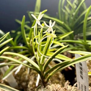 Neofinetia falcata &#39;Gojo Fukurin&#39; 御城覆輪, white flowers , fragrant