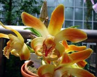 Rare Orchid Species Chysis aurea 吉西兰, fragrant