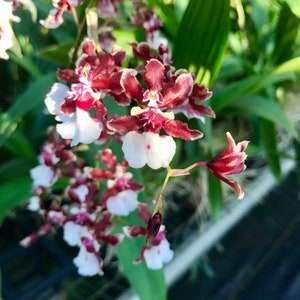 Oncidium Sharry Baby 'Sweet Fragrance' AM/AOS, very fragrant in chocolate scent!