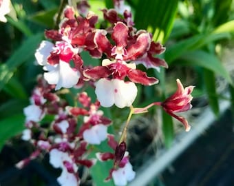 In spike! Oncidium Sharry Baby 'Sweet Fragrance' AM/AOS, very fragrant in chocolate scent!