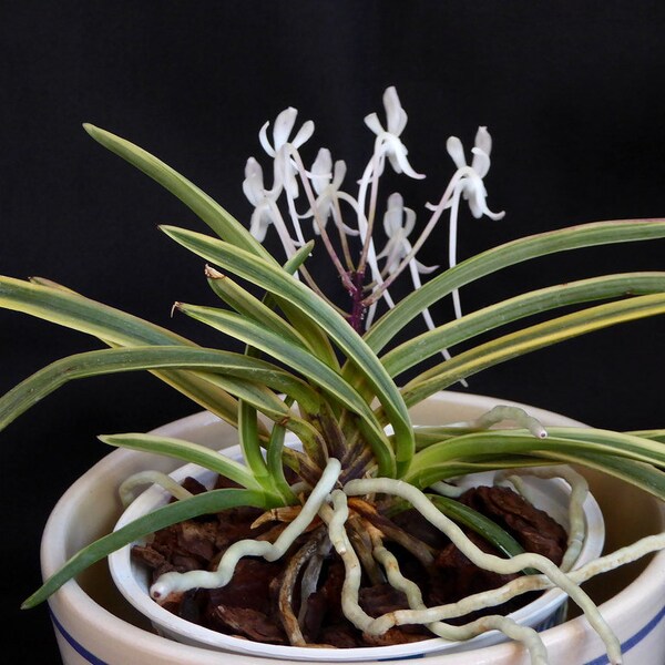 Neofinetia falcata 'Higashidemiyako' 東出都