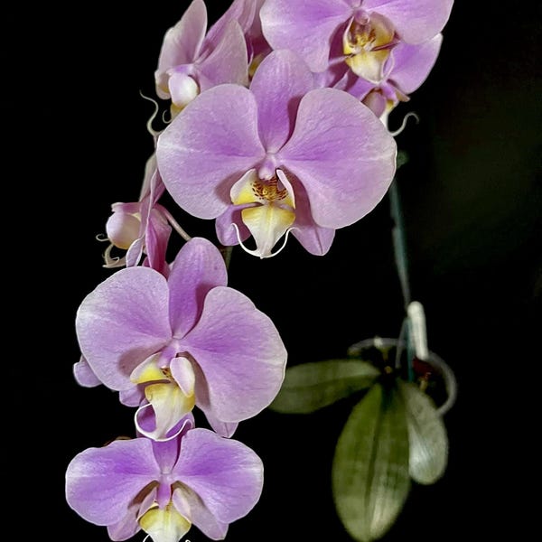 Phal. Grand Conde (schilleriana x sanderiana), primary hybrid, silver mottled foliage
