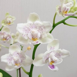 In bloom Phal. Younghome Lucky Star '0020' peloric, fragrant image 4