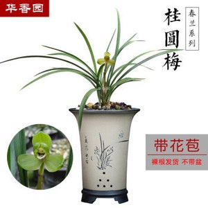 Cymbidium goeringii 'Gui Yuan Mei' 春蘭 桂圆梅, fragrant, Easy to care image 6