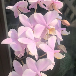 In Baby Spike! Phal. Pinlong Cheris, mottled foliage and sweet fragrance