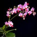 see more listings in the Phalaenopsis section