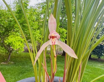 Cymbidium tortisepalumm, ‘Red Beans' 莲瓣兰铭品 ‘红豆', red flower with fragrance