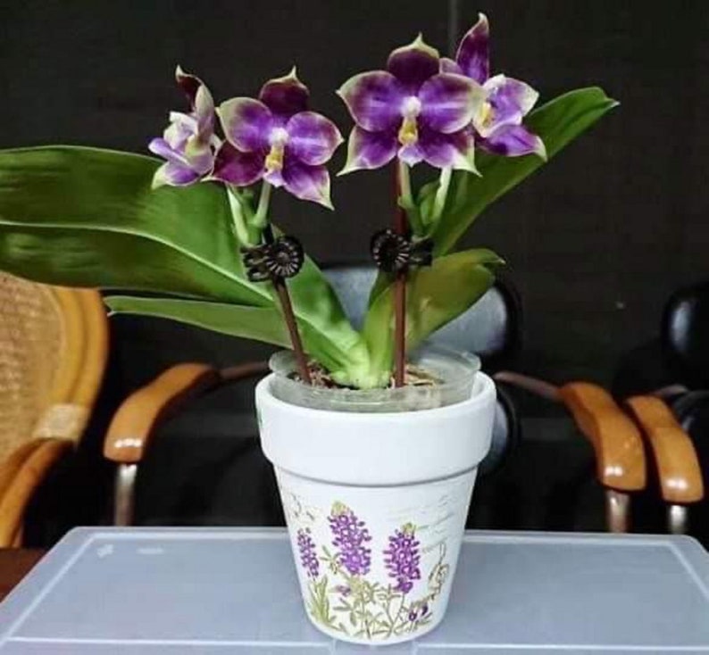 Phal. Mituo Purple Dragon Blue Penguin MCL45, pretty and very fragrant image 3