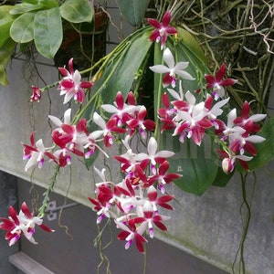 In spike Phal. tetraspis 'C1'species, unique flower color patterns, random petal color in red or white image 1