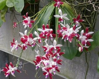 In spike! Phal. tetraspis 'C1'-species, unique flower color patterns, random petal color in red or white