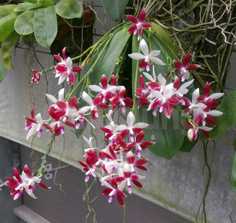 In spike Phal. tetraspis 'C1'species, unique flower color patterns, random petal color in red or white image 1