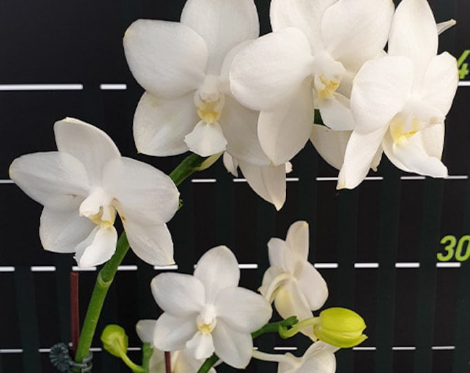 Phal. Tzu Chiang Chrisna, Fragrant Smell Like Roses! - Etsy