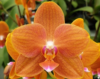 In spike! Phal. KS Pride, golden orange flower and fragrant