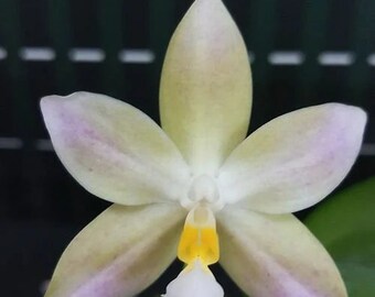 In spike! Phal. Yaphon Golden Waltz '758',  fragrant