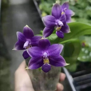 Phal violacea indigo ‘Jia Ho Blue moon’ - award winning species SM/TOGA, rose fragrance, a must-have blue phal