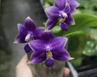 In baby spike! Phal violacea indigo ‘Jia Ho Blue moon’ - award winning species SM/TOGA, rose fragrance, a must-have blue phal