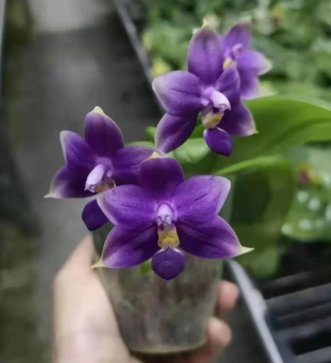 Rare! in Spike! Phal. Violacea Indigo 'jia Ho Blue Moon' - Award