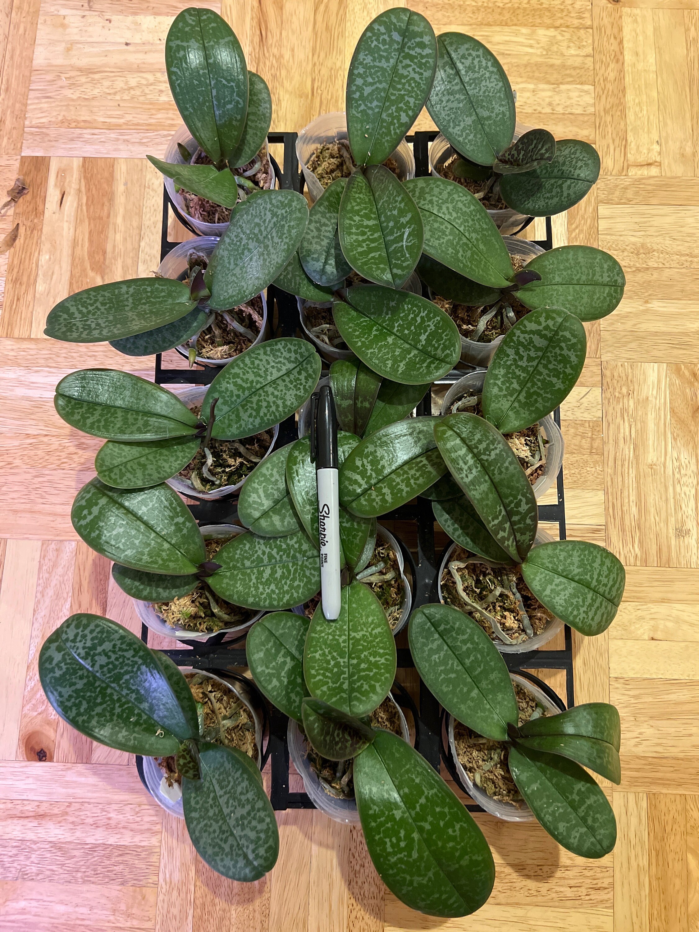 In Spike Phal. Schilleriana YL' Mottled Leaves, Fragrant In Spike Phal. Schilleriana YL' Mottled Leaves, Fragrant