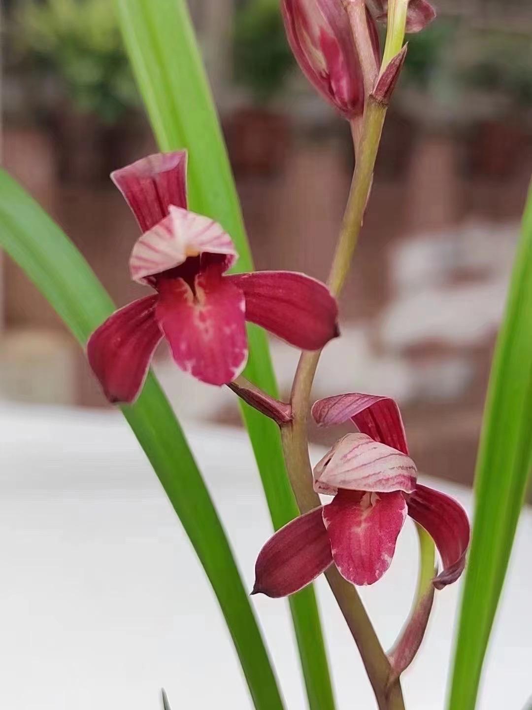 MysteryGardenStore - Etsy