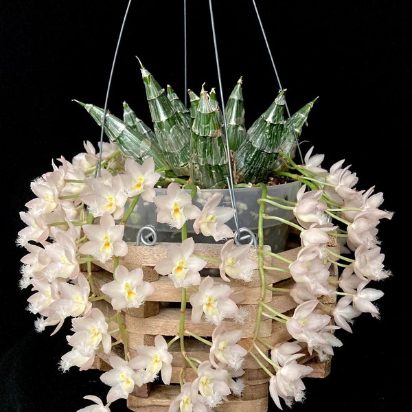 Cl. Rebecca Northen 'Mikabi’ - fragrant, mini orchid