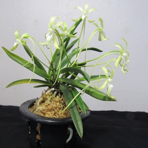 Neofinetia falcata Hisui 翡翠 (Jade) AM/AOS, green flowers, very fragrant！