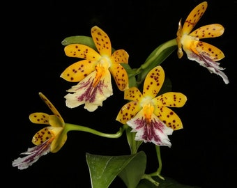 In spike! Oerstedella wallisii - fragrant, orchid species