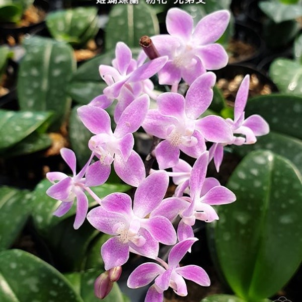 In spike/blooming! Phal. equestris 'Pink' × sib, sequential bloomer, multifloral, light fragrance