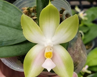 In spike! Phal. bellina var. pink 'Fire' × sib - Fire shape, very fragrant and pretty