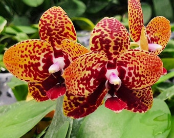 In spike/bloom! Phal. Zheng Min Anaconda, fragrant, rare and very famous hybrid