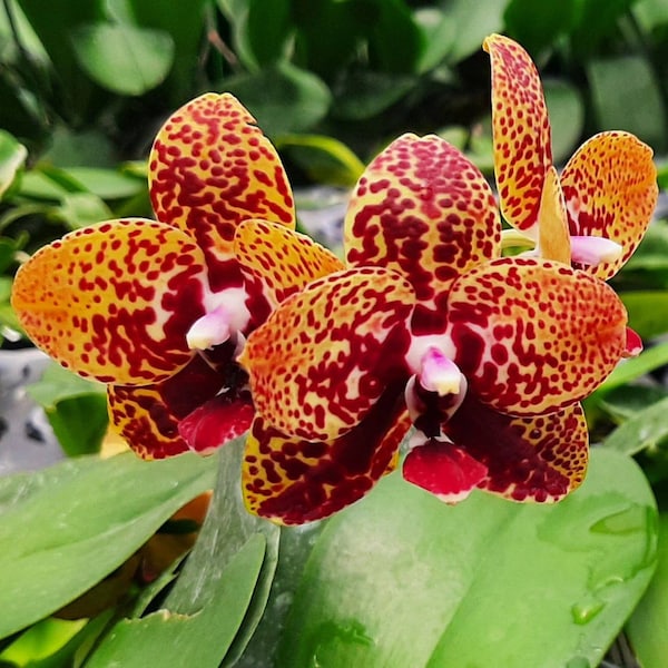In spike/bloom! Phal. Zheng Min Anaconda, fragrant, rare and very famous hybrid