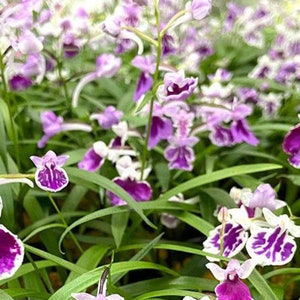 Ponerorchis graminifolia 羽蝶兰 bulbs seed from Japan, easy to care image 2