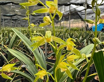 Cymbidium Sinese ‘’Revival Beauty‘’ with golden leaves, 墨兰 ‘复兴宝’ - variegated foliage and fragrant