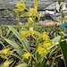 see more listings in the Asian Cymbidium section