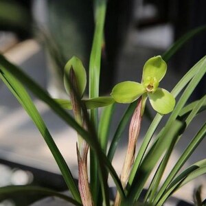 Cymbidium goeringii 'Gui Yuan Mei' 春蘭 桂圆梅, fragrant, Easy to care image 1