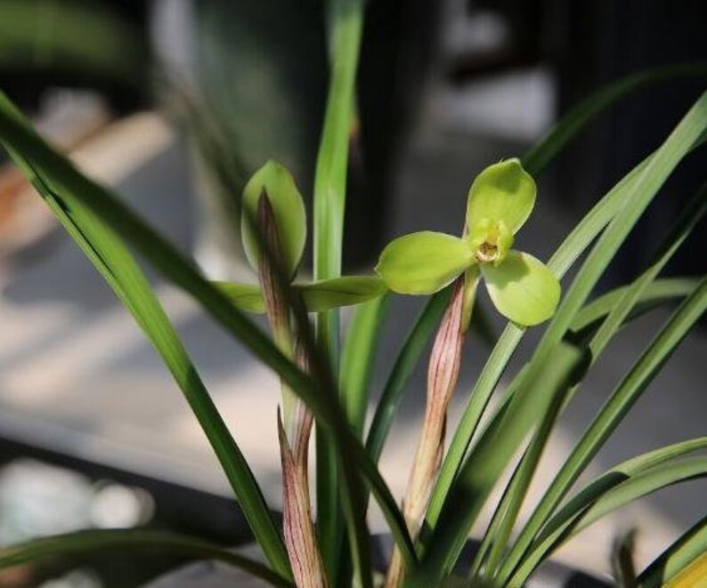 Cymbidium goeringii 'Gui Yuan Mei' 春蘭 桂圆梅, fragrant, Easy to care image 1