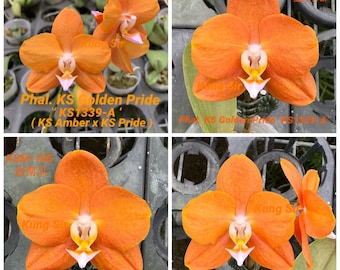 Phal. KS Golden Pride "Golden Pumpkin" (KSM-185), hinoki fragrance