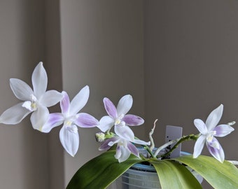 In spike/bloom! Phal. tetraspis coerulea  (Blue) — random petal color in blue/taro or white, fragrant