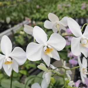 Phal. amabilis 'Irian Jaya', orchid species and very fragrant