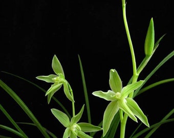 Cymbidium tortisepalumm, ‘Bi Yu Qi Su' 莲瓣兰铭品 ‘碧玉奇素' (Peloric), elegant flower with fragrance