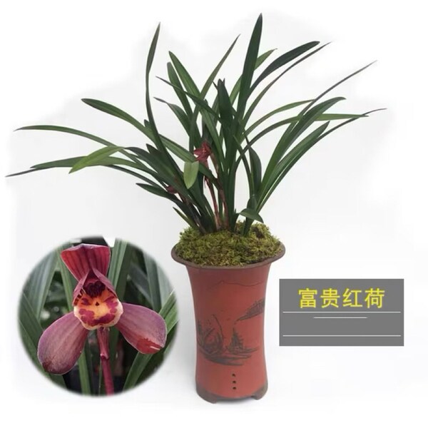 Cymbidium ensifolium hybrid 'Fu Gui Hong He' 建蘭 ‘富貴紅荷’ (Wealthy Red Lotus) - very fragrant, bloom multiple times, new growers friendly