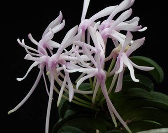 Neofinetia falcata ‘Seikai’ 青海