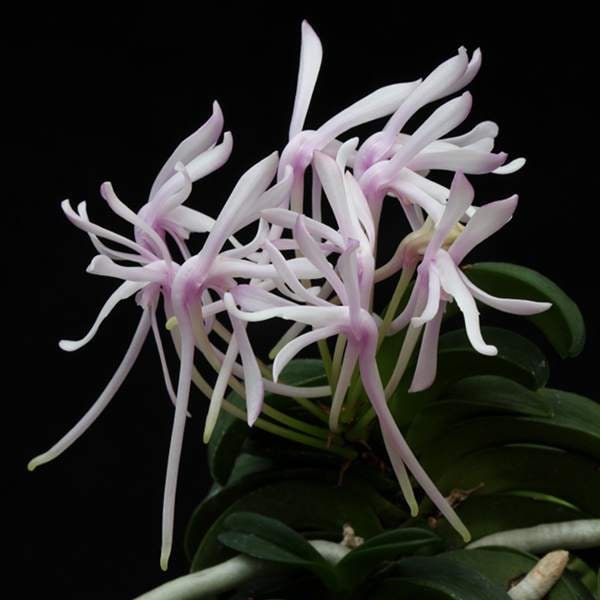 Neofinetia falcata ‘Seikai’ 青海