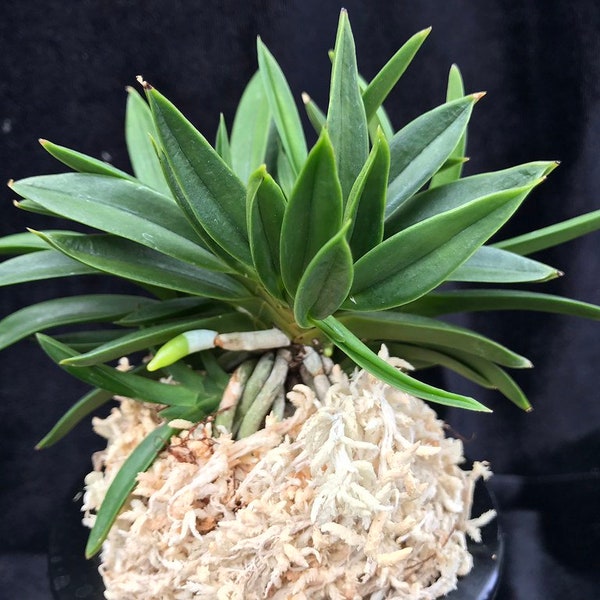 Neofinetia falcata 'Jyunihitoe' 十二単