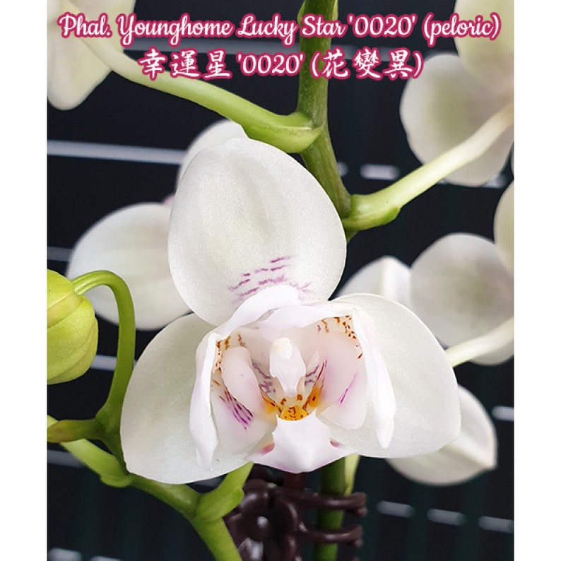 In bloom Phal. Younghome Lucky Star '0020' peloric, fragrant image 5