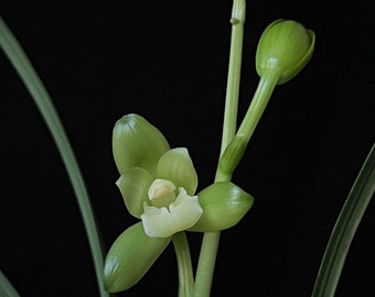 Cymbidium ensifolium ‘Green Cystal’, 建兰 ‘翠玉荷’, green flowers and easy to bloom and very fragrant