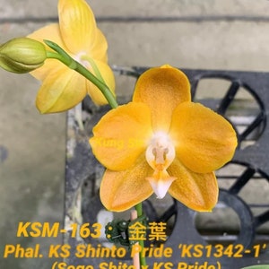 Phal. KS Shito Pride KSM-163 小金葉 waxy flower, long flowering time, color changes/darker over time image 4