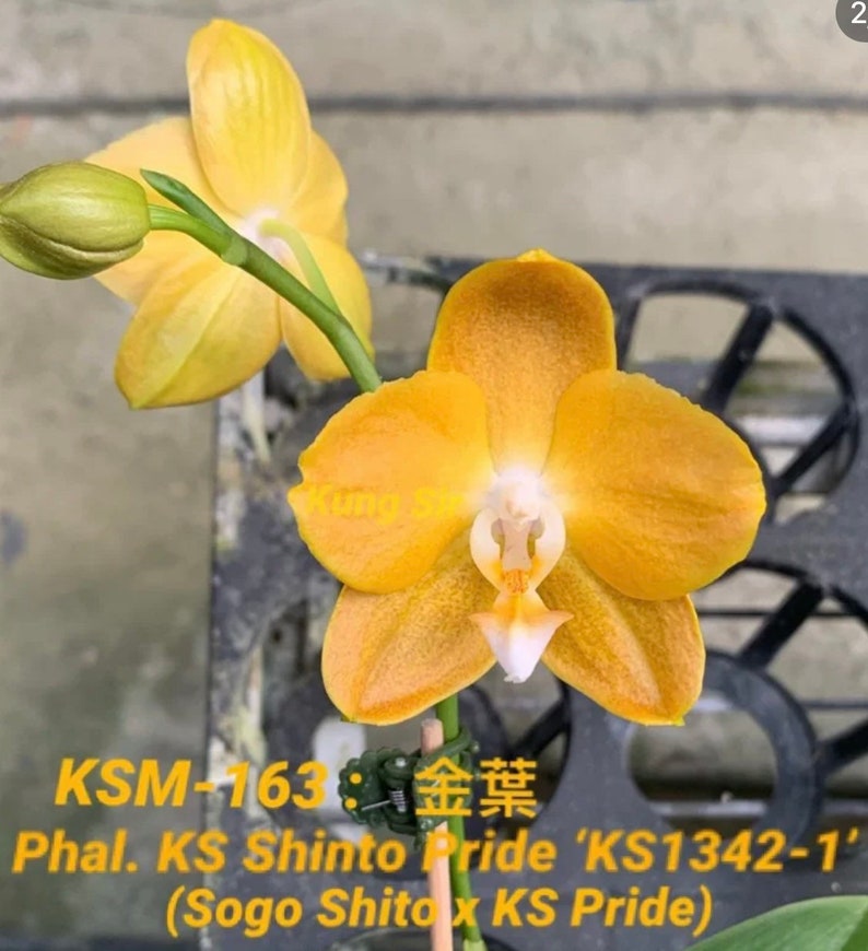 Phal. KS Shito Pride KSM-163 小金葉 waxy flower, long flowering time, color changes/darker over time image 4