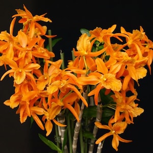 In spike/bud! Den Stardust 'Firebird', very bright/vivid orange color, so pretty and fruity fragrance!